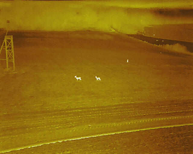 Rehwild Offenland © FAWF/Landesforsten RLP