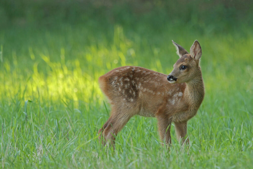 Rehkitz © Gerd Herrmann/piclease