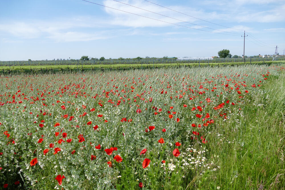 Mohnblumen © Iris Göde/piclease