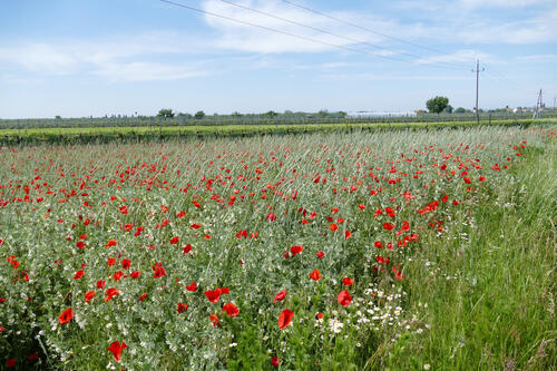 Mohnblumen © Iris Göde/piclease