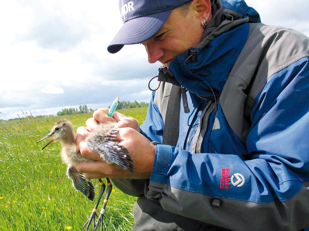 Gezielter Schutz für gefährdete Wiesenvögel &copy; Archiv Dr. Sven Junker