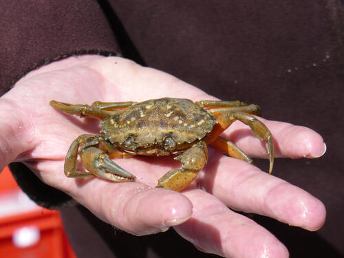 Strandkrabbe &copy; Anke Vorlauf