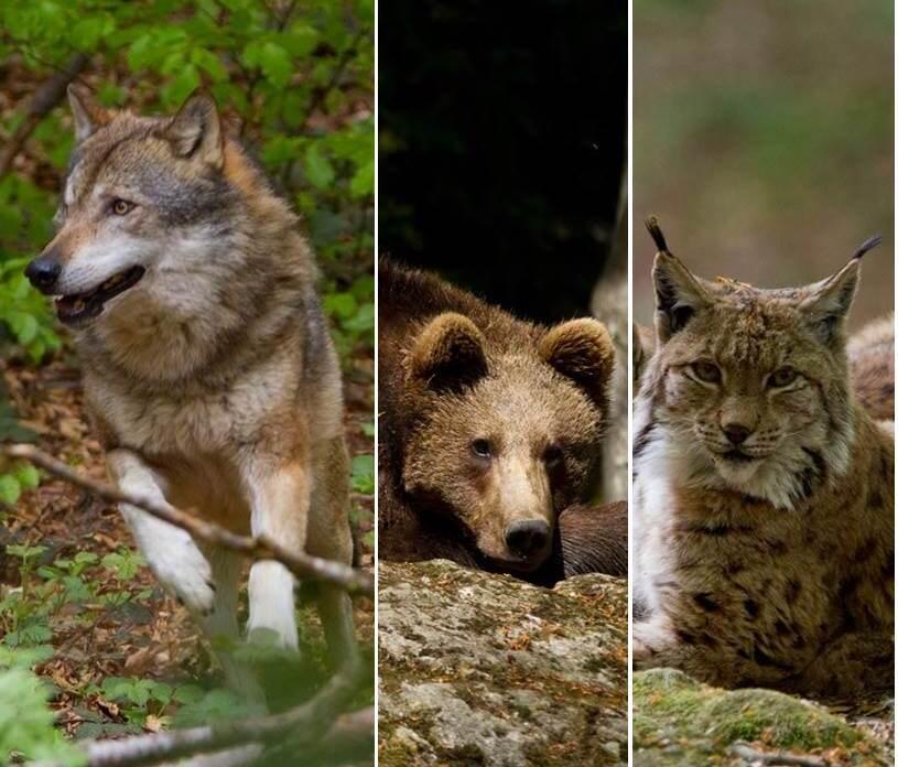 33595_Wildtiere © N. Hermann (mit freundlicher Genehmigung der Nationalparkverwaltung Bayrischer Wald)