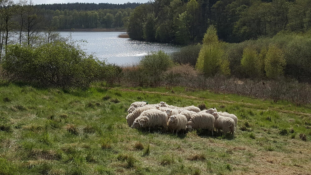Schafe auf der DBU-Naturerbefläche Kaarzer Holz © Jörg Tillmann/DBU Naturerbe