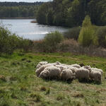 Schafe auf der DBU-Naturerbefläche Kaarzer Holz © Jörg Tillmann/DBU Naturerbe