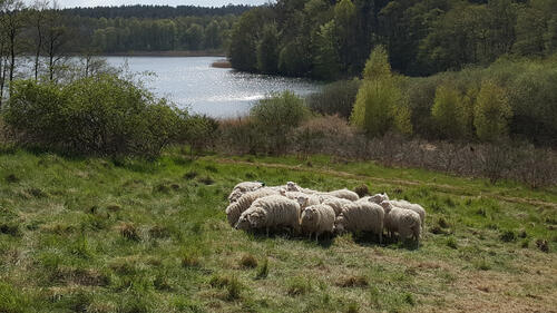 Schafe auf der DBU-Naturerbefläche Kaarzer Holz © Jörg Tillmann/DBU Naturerbe
