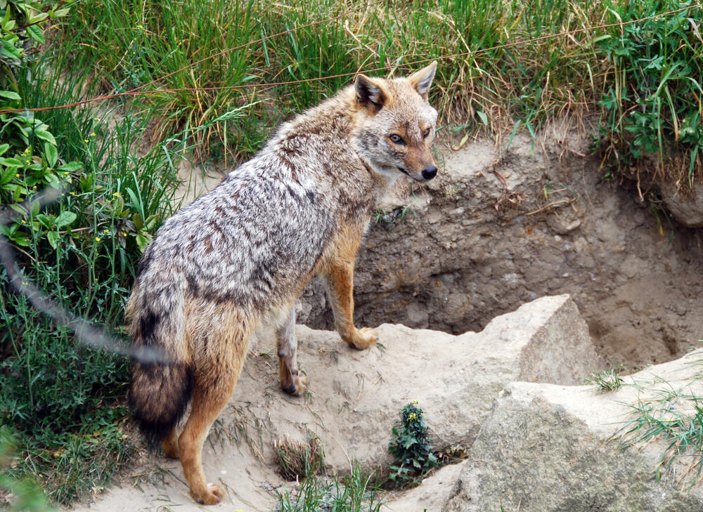 Goldschakal © Jörg Tillmann/DBU Naturerbe