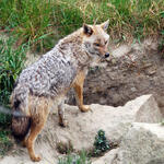 Goldschakal © Jörg Tillmann/DBU Naturerbe