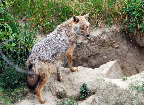 Goldschakal © Jörg Tillmann/DBU Naturerbe