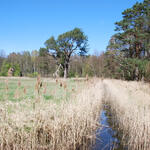 DBU-Naturerbefläche Gelbensander Forst © Uwe Fuellhaas/DBU Naturerbe 