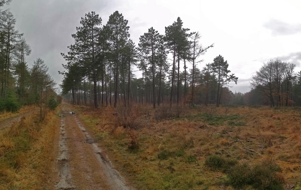 DBU Naturerbe Cuxhavener Küstenheiden © Dominik Sucker-Weiß/Bundesforst