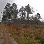 DBU Naturerbe Cuxhavener Küstenheiden © Dominik Sucker-Weiß/Bundesforst