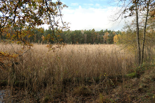 Zugewachsener Rotkerteich © Tobias Leikauf/DBU Naturerbe