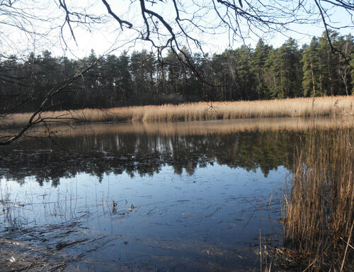 Freigesteller Rotkerteich © Bundesforstbetrieb Lausitz