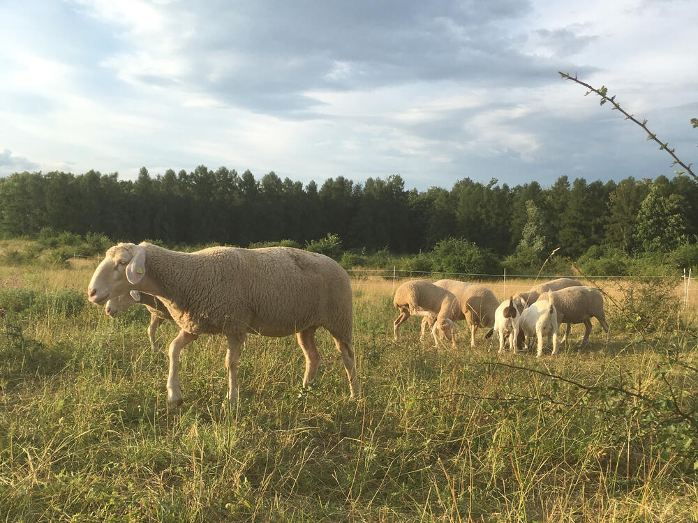 Merinoschafe und Burenziegen © Johannes Burg/Schafzucht Bühner 
