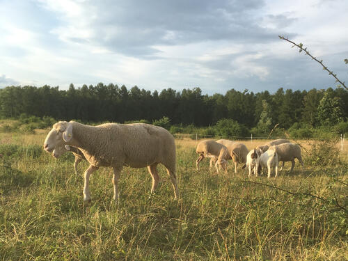 Merinoschafe und Burenziegen © Johannes Burg/Schafzucht Bühner 