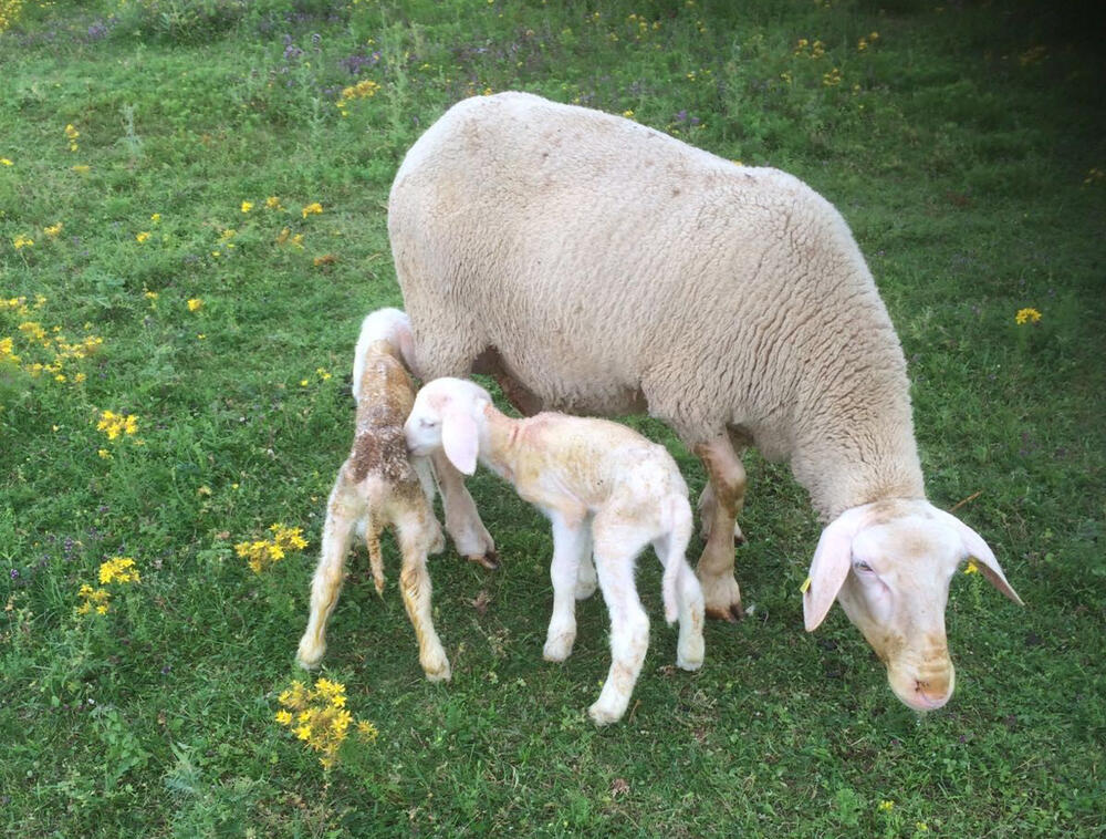Schaf mit Lämmer © Johannes Burg/Schafzucht Bühner 