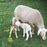 Schaf mit Lämmer © Johannes Burg/Schafzucht Bühner 