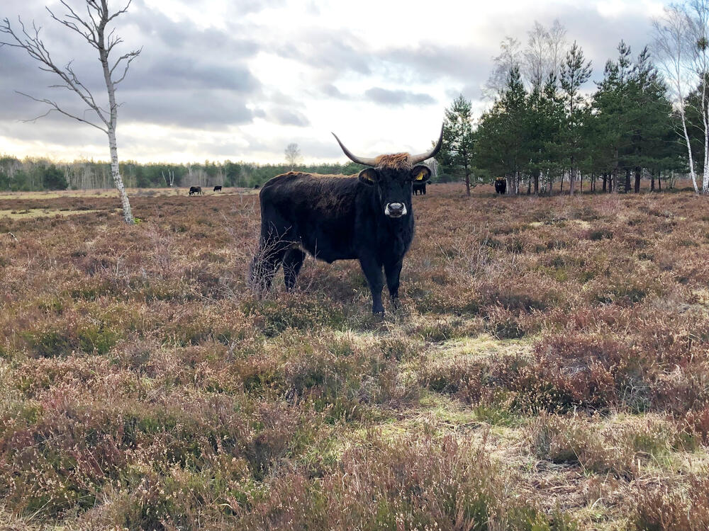 Heckrind © Katja Behrendt/DBU Naturerbe