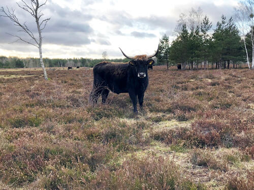 Heckrind © Katja Behrendt/DBU Naturerbe