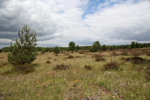 DBU-Naturerbefläche Oranienbaumer Heide © Heike Culmsee/DBU Naturerbe