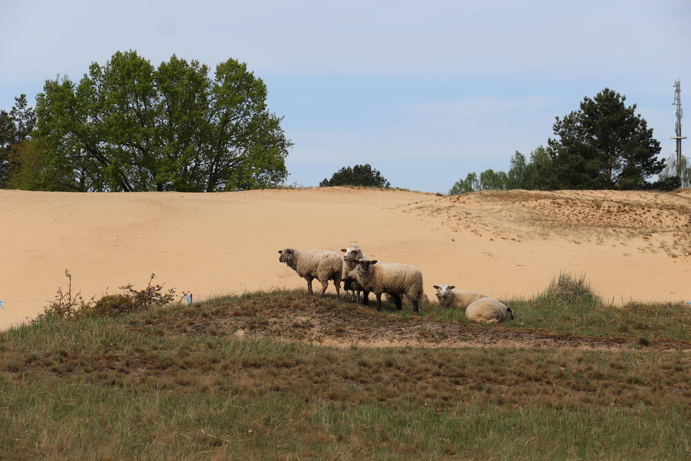 Schafe Altwarpener Binnendüne © Deutsche Bundesstiftung Umwelt