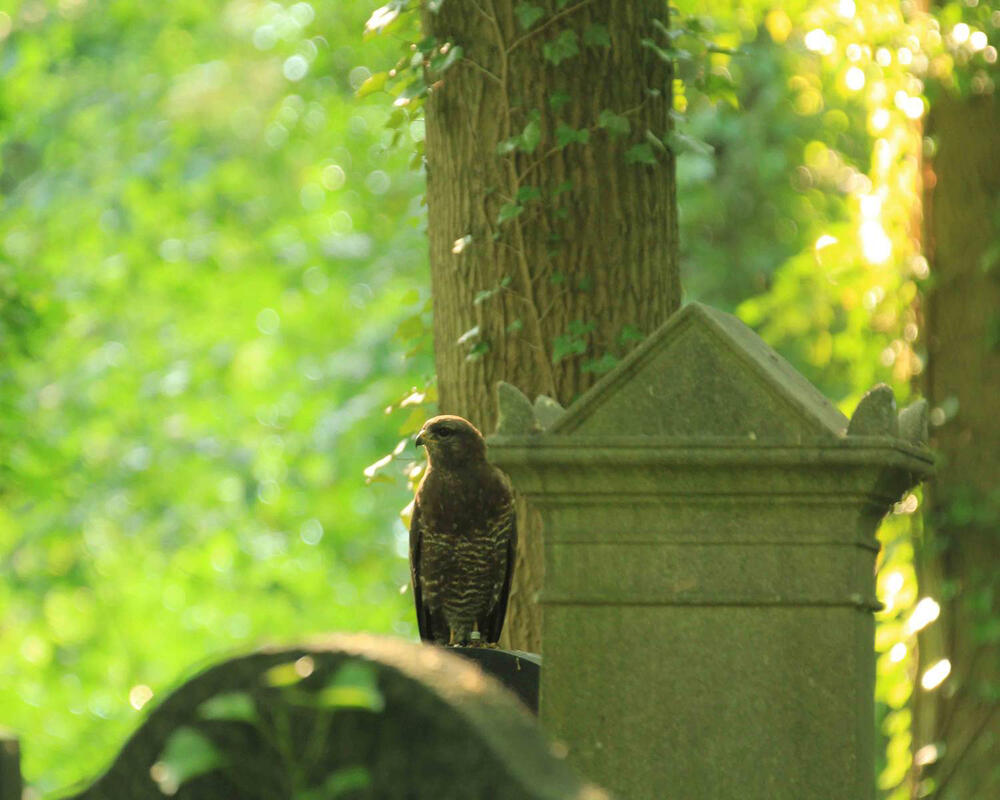 Mäusebussard, jüdischer Friedhof Weißensee © Jens Scharon
