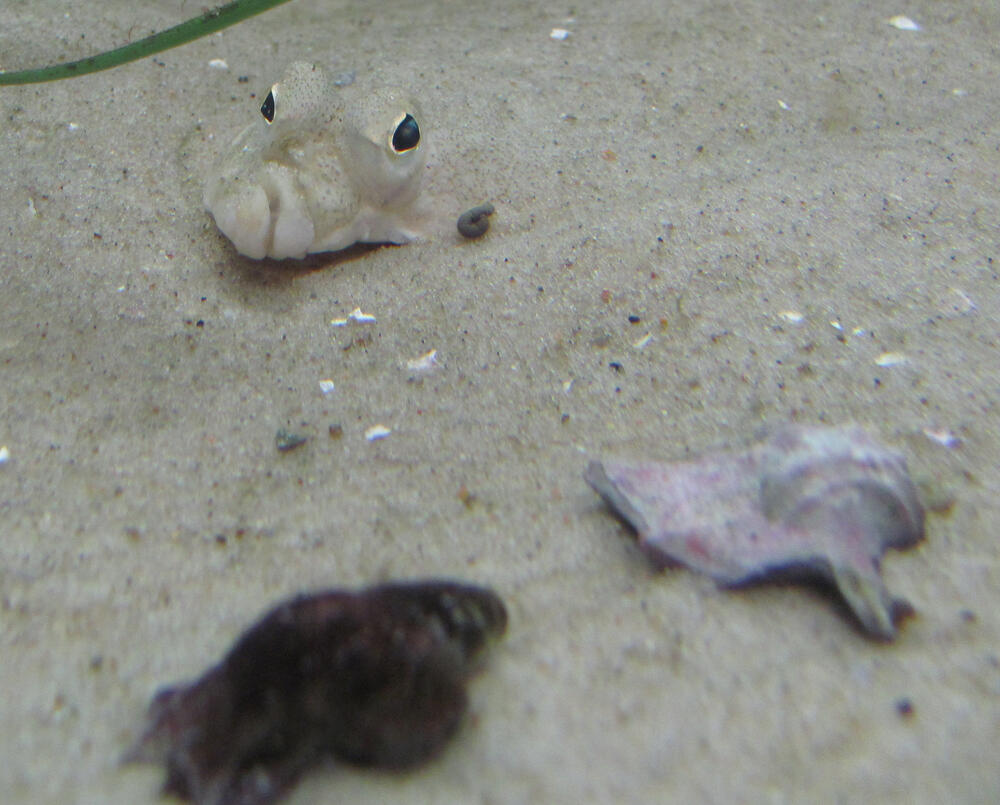 Scholle © Gerd Röder/piclease