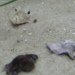 Scholle © Gerd Röder/piclease