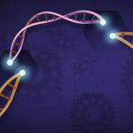 crispr-cas &copy; Ernesto del Aguila III, National Human Genome Research Institute, NIH