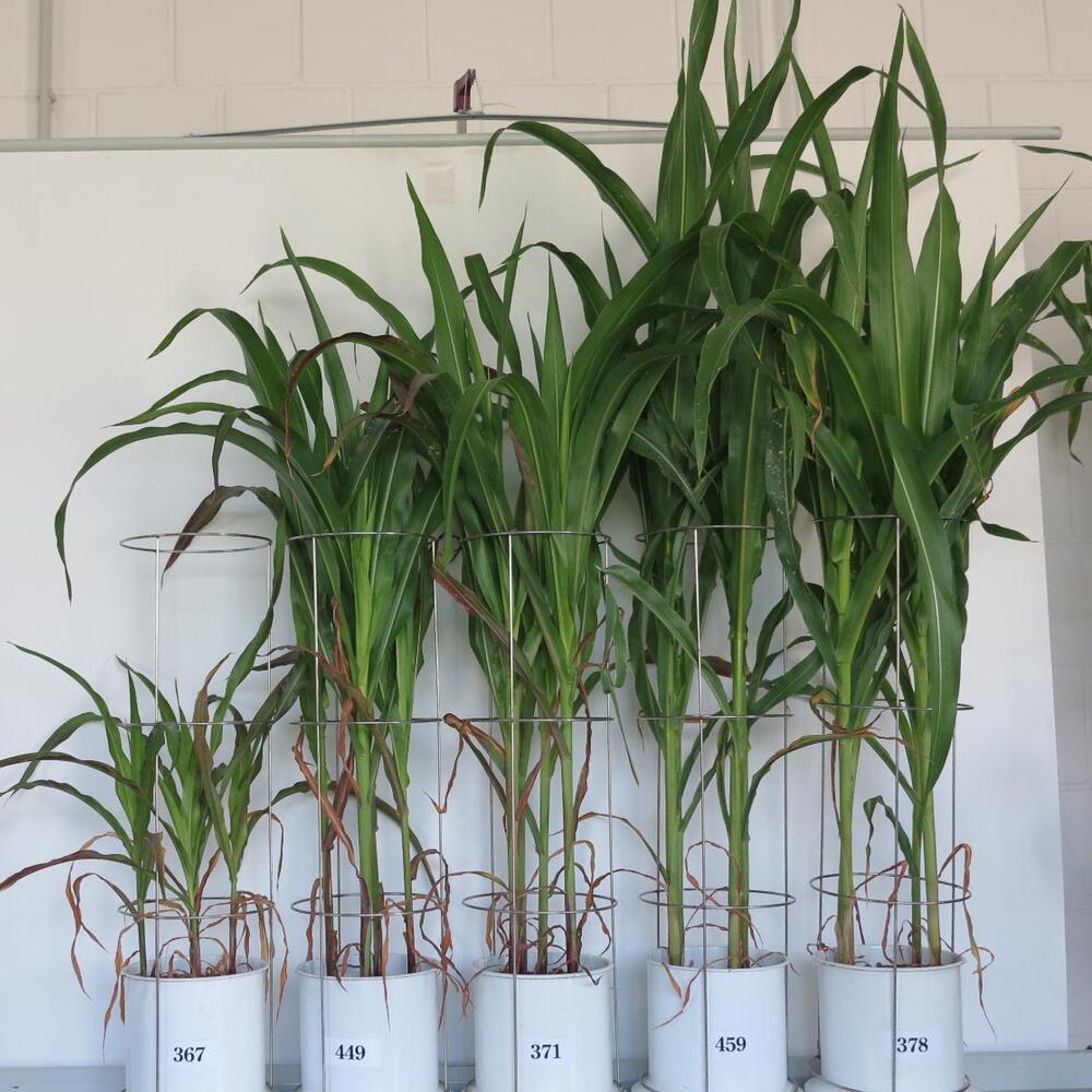 32062_8_Vergleich der P-Düngungswirkung zu Mais &copy; DBU