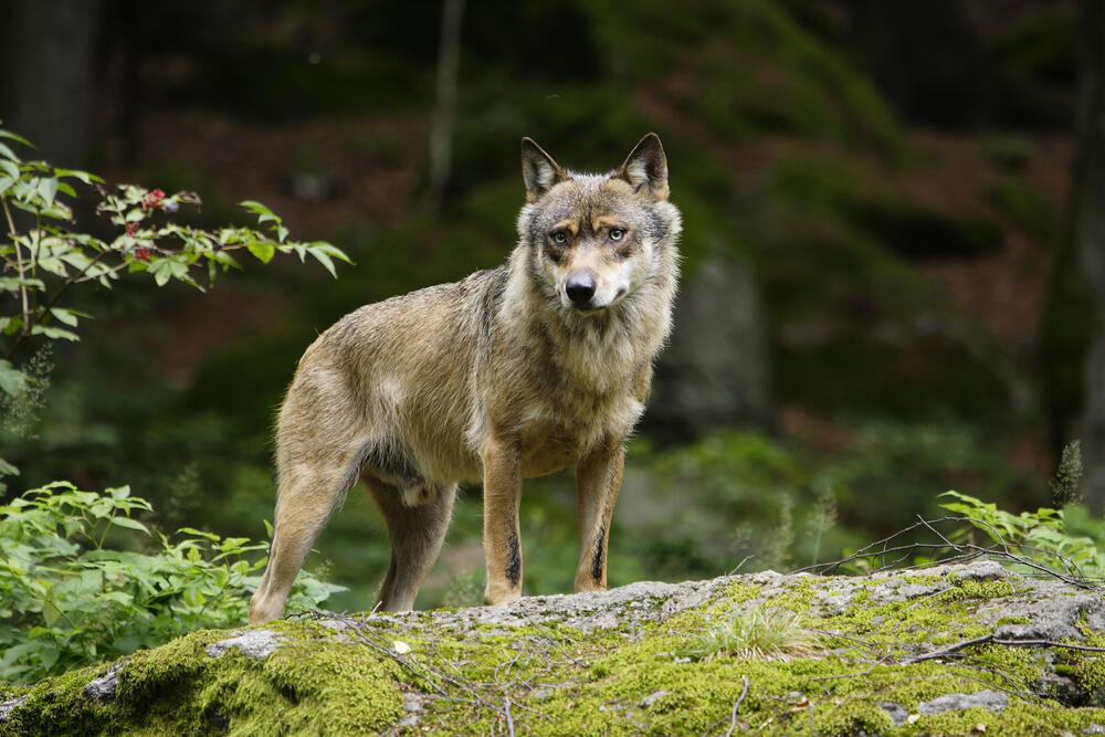 Wolf - image97799_© Georg Pauluhn - piclease.jpg - Bildrechte nur für 1 Jahr! © Georg Pauluhn - piclease