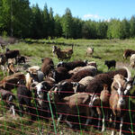 DBU-Naturerbefläche Hartmannsdorfer Forst © Sabine Haas/Bundesforst