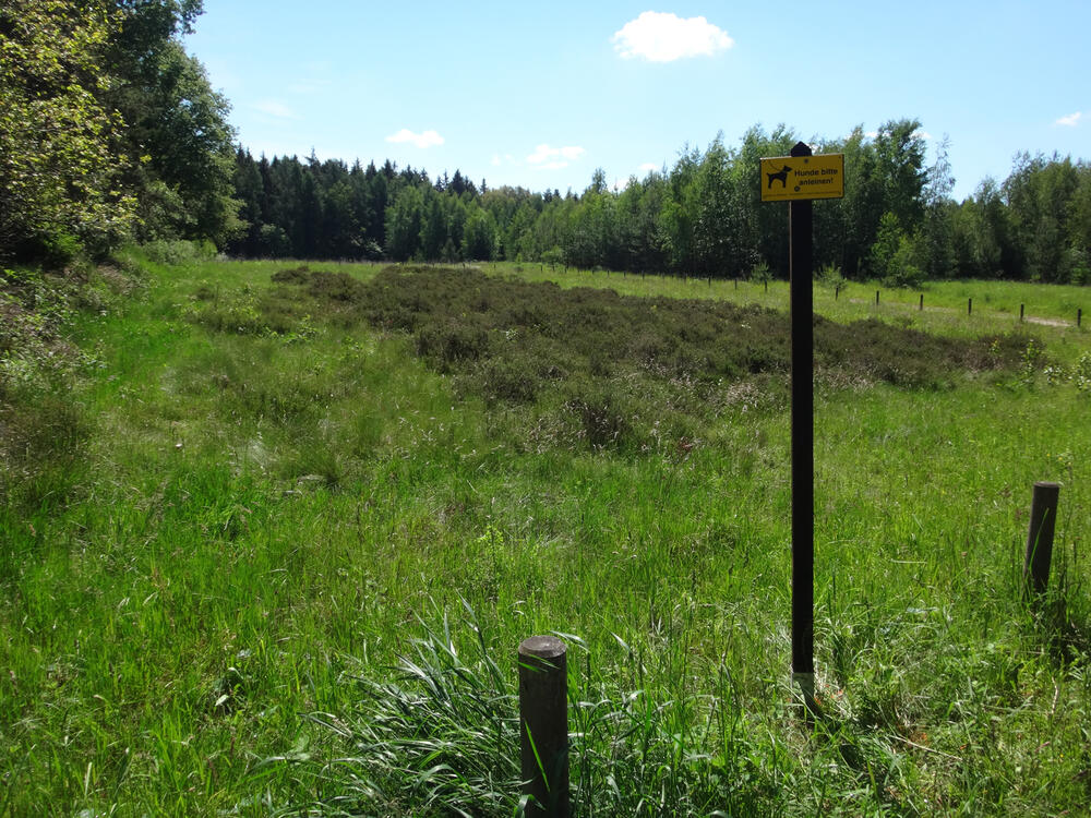 DBU-Naturerbefläche Hartmannsdorfer Forst © Sabine Haas/Bundesforst