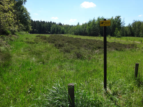 DBU-Naturerbefläche Hartmannsdorfer Forst © Sabine Haas/Bundesforst