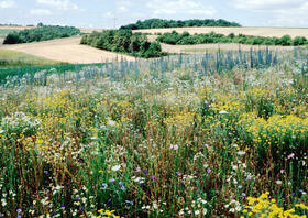 Wildtierfreundliche Stilllegungsflächen