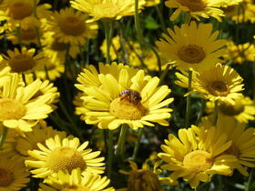 Nektar- und Pollenquellen