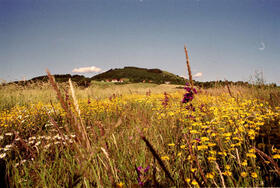 mehrjährige Buntbrache