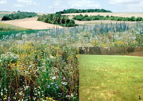 Ackerbrachen und Stilllegungsflächen werden Wildtieroasen