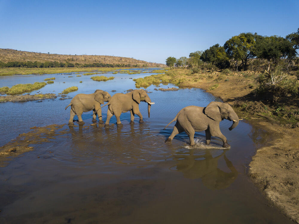 Elefanten im Fluss © Daniel Rosengren/ZGF