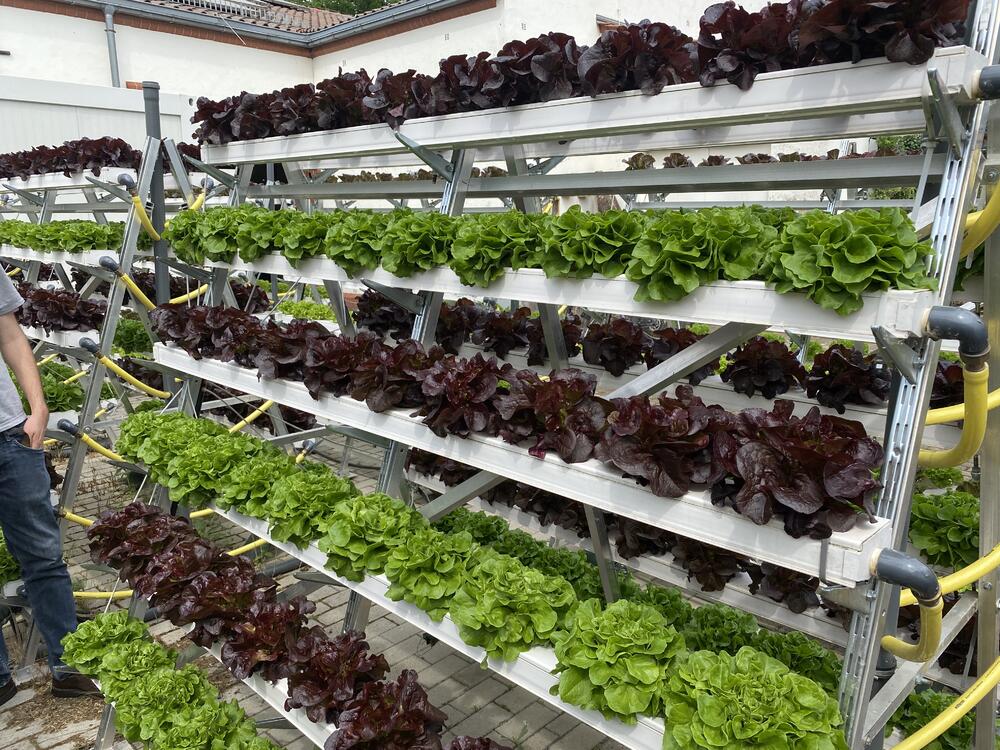 Vertical Farming © Pflanzentheke GmbH