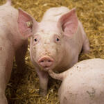 Wie lässt sich ein tiergerechterer und emissionsarmer Mastschweinestall realisieren? Ein DBU-Projekt liefert eine Ausführungsplanung. © agrarmotive - stock.adobe.com
