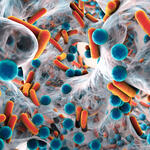 Antibiotikaresistente Bakterien in der Ver­größerung © Kateryna Kon - stock.adobe.com