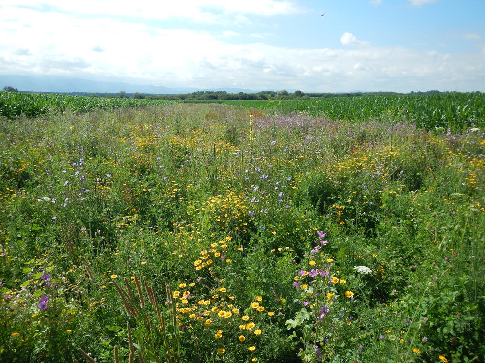 Blühstreifen am Feldrand © Institut für Agrarökologie und Biodiversität (ifab)