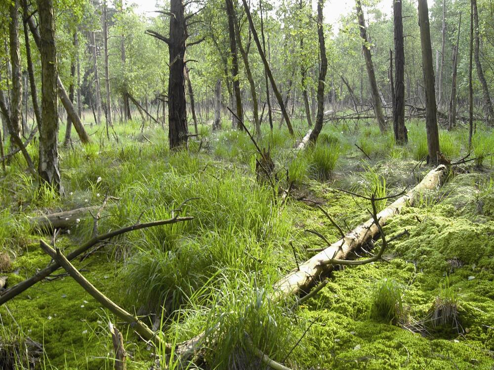 Birken-Moorwald auf der Naturerbefläcke Ueckermünder Heide (Mecklenburg-Vorpommern)  