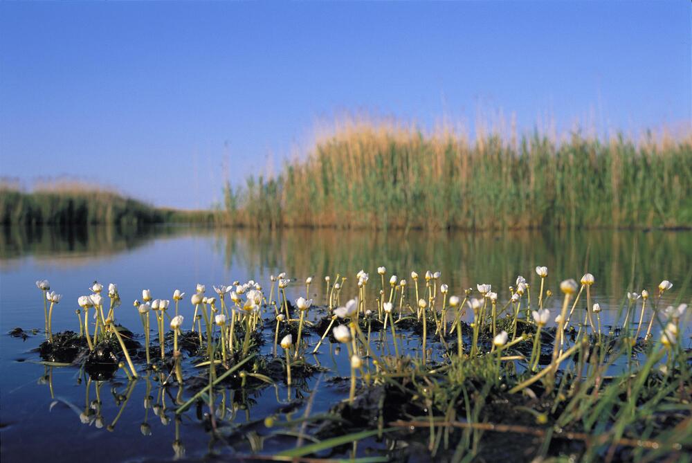 Feuchtgebiet auf der Naturerbefläche Peenemünde (Mecklenburg-Vorpommern)  