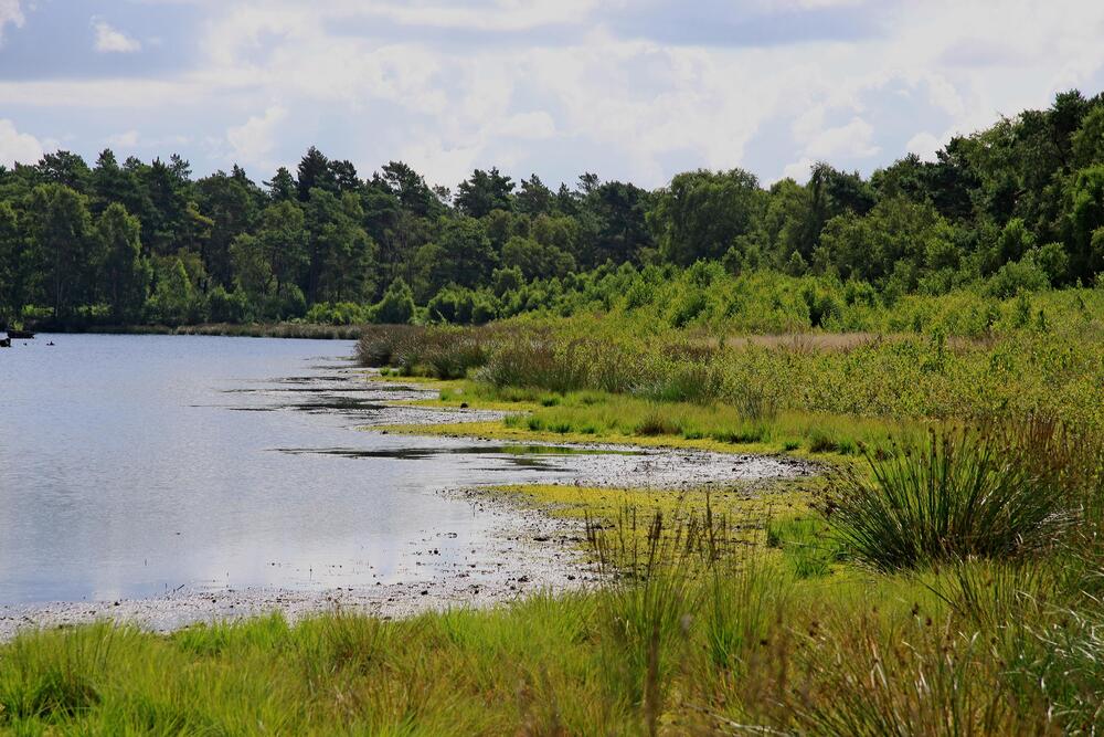 Feuchtgebiet auf der Naturerbefläche Göldenitzer Moor (Mecklenburg-Vorpommern)  