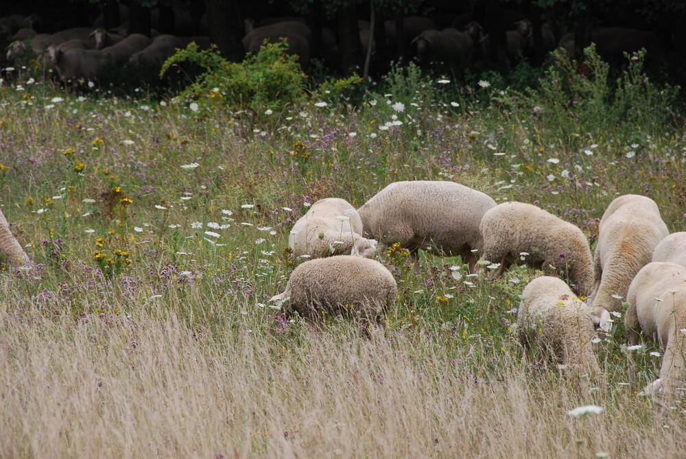 Beweidung durch Schafe auf der Naturerbefläche Ebenberg (Rheinland-Pfalz)  