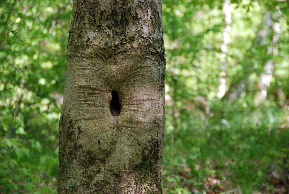Buchen-Baumhöhle auf der Naturerbefläche Woldeforst (Mecklenburg-Vorpommern)  