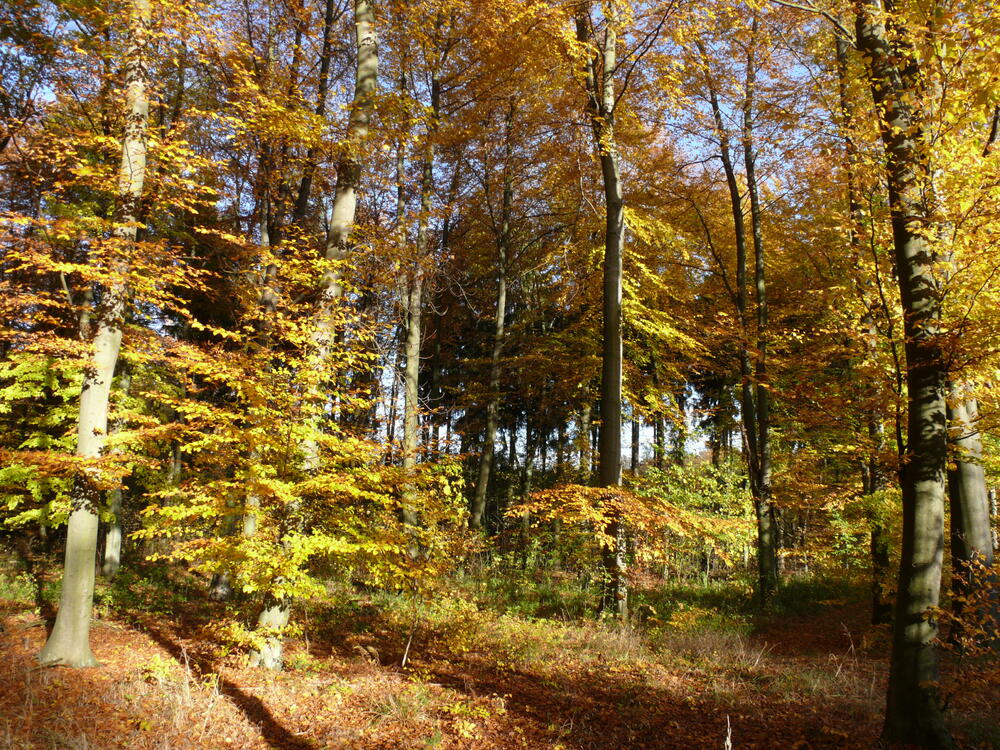 Herbstlicher Buchenwald auf der Naturerbefläche Wahner Heide (Nordrhein-Westfalen)  
